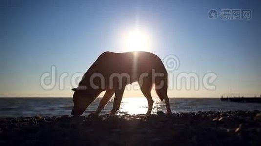 无家可归的狗在日落海滩上吃鱼视频