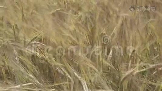 风在阳光明媚的日子里把成熟的麦穗在田间摆动视频