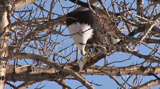 秃鹰在棉树上吃鱼视频