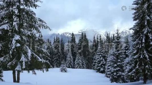 冬季景观雪林树.视频