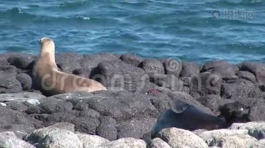 海豹狮子在加拉帕戈斯海滩放松。视频