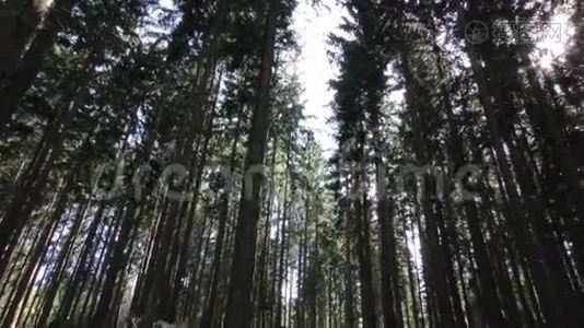 森林里的树视频