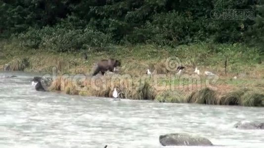 棕熊在雨天吃鱼视频