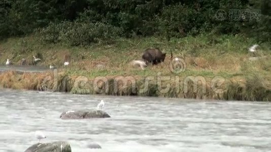 棕熊在雨天吃鱼视频