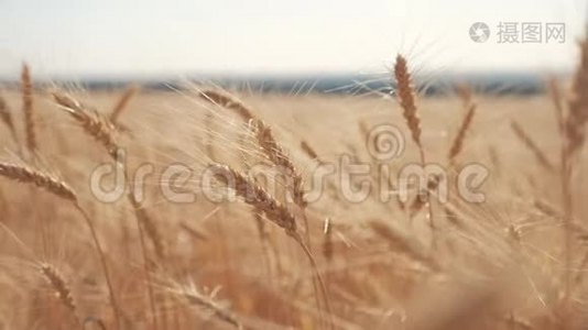 小麦麦田日落景观慢动作视频.. 农民智慧农业生活方式农业生态理念。 小麦视频