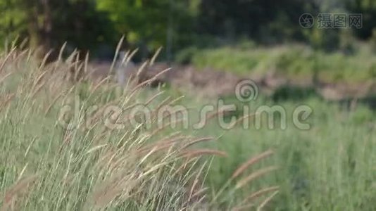 野草和风视频