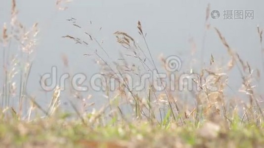 野草和风视频