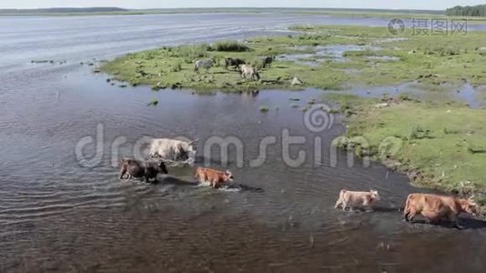 野牛在英格兰湖游泳，野马在草地上吃东西，拉脱维亚视频