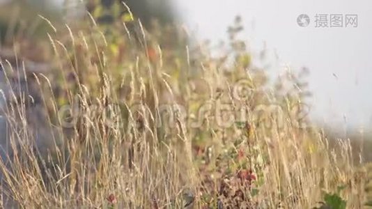 野草和风视频