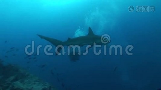 鲨鱼潜水水下视频加拉帕戈斯群岛太平洋视频