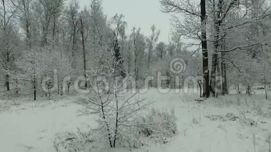 冬季森林鸟瞰图.视频