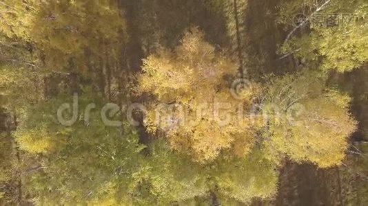 彩色秋天森林的空中镜头视频