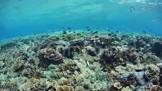 珊瑚三角区美丽健康的珊瑚礁视频