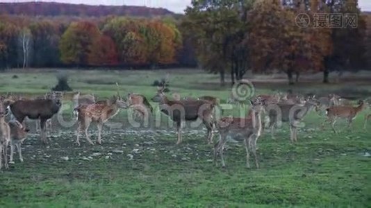 自然界中的斑点鹿视频