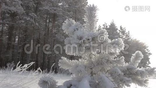 冬天的森林在雪地里视频