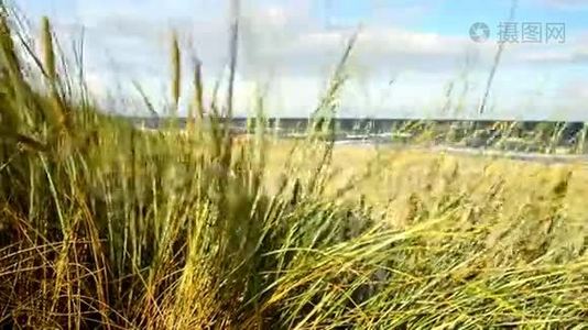 波罗的海海滩和海滩草地视频