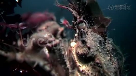 蟹黄在俄罗斯白海海底接近水下寻找食物。视频