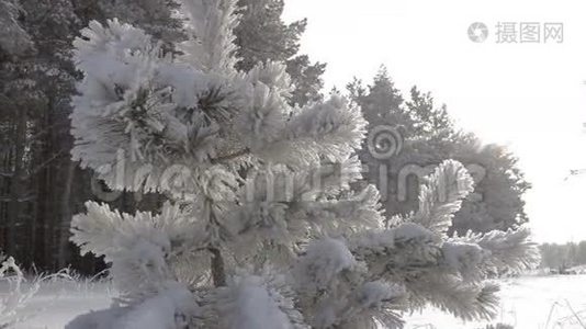 冬天的森林在雪地里视频