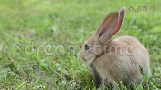 小兔子在草地上视频