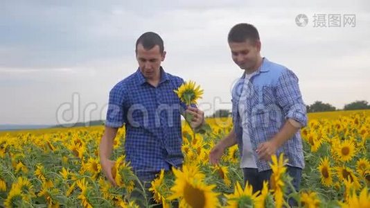 两个农民的生意探索步行检查向日葵作物在田间慢动作视频。 小麦田夏日视频