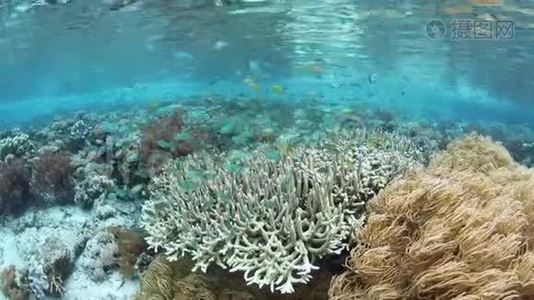 印尼的蓝绿大坝和珊瑚视频