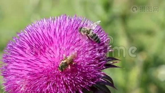 蜜蜂在花上视频