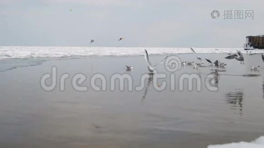海鸥潜入水中觅食视频
