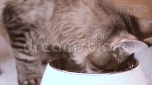 缅因州的猫吃视频