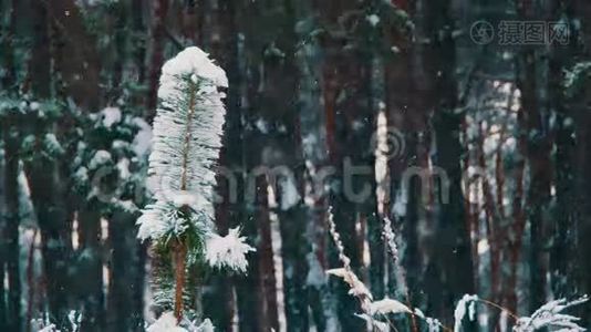 冬季森林背景视频