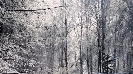 冬天在森林里下雪，柔和的圣诞节早晨下雪视频