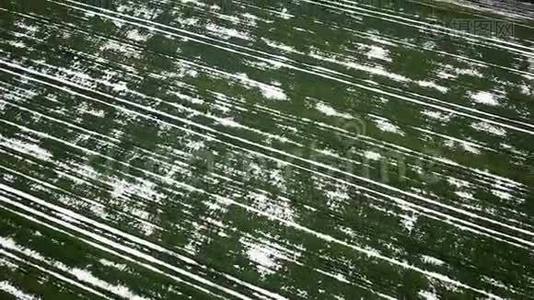 春天空中景色中被雪覆盖的粮田。视频