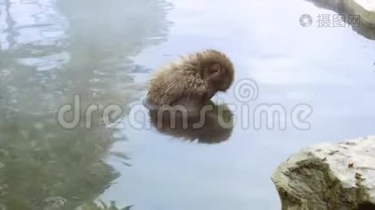 温泉中的日本猕猴或雪猴视频
