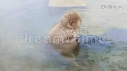 温泉中的日本猕猴或雪猴视频