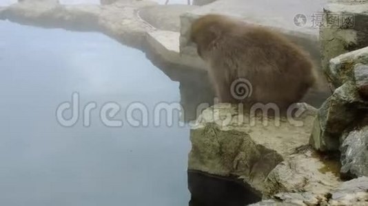 温泉中的日本猕猴或雪猴视频