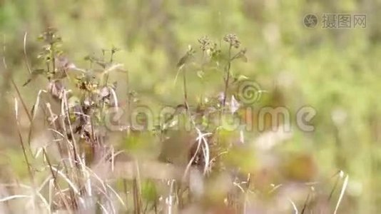 野草和风视频