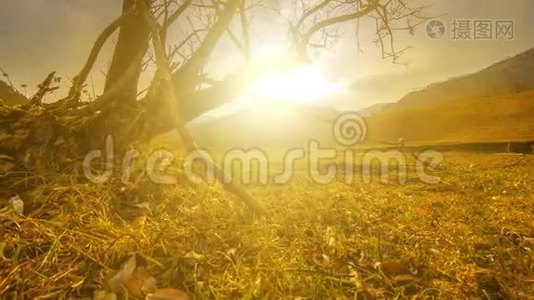 死亡树和枯黄的草在云和太阳光线的蒙天景观的时间流逝。 水平滑块运动视频