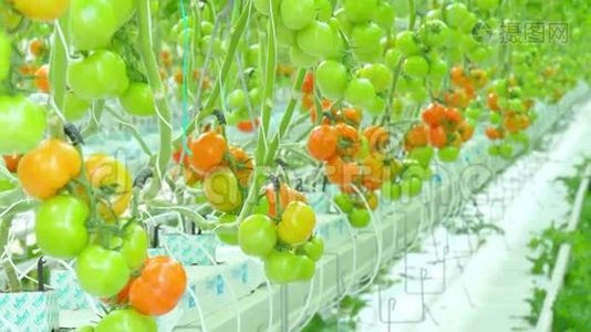 天然西红柿种植视频