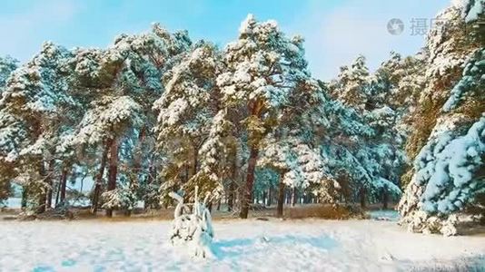 美丽的冬季景观与日落在森林中。 树圣诞运动稳定。 冬季森林视频