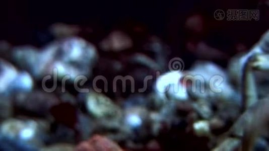 俄罗斯白海海底螃蟹海奥斯在水下寻找食物。视频