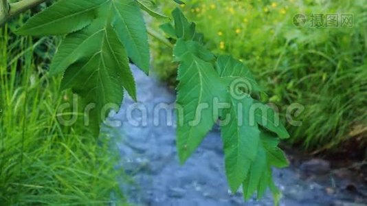 野生森林河视频