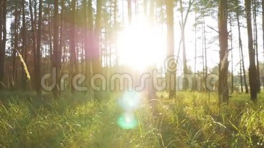 日落时森林的美丽自然视频