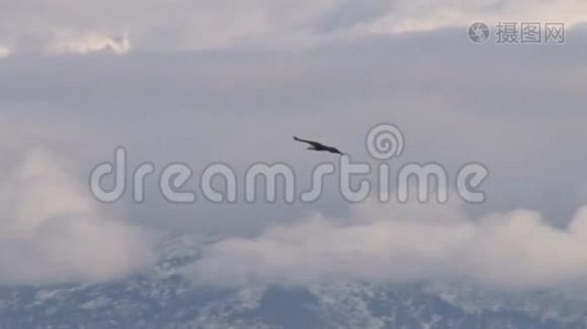 秃鹰在雪山附近飞翔视频