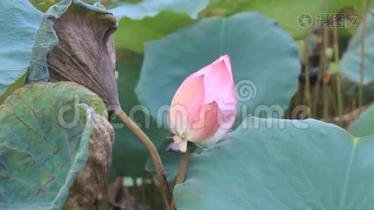 池塘里的荷花.视频