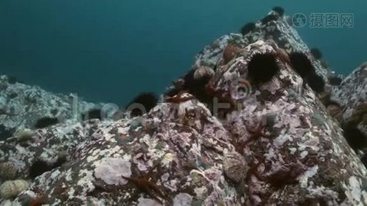 在海底寻找食物的海胆。视频