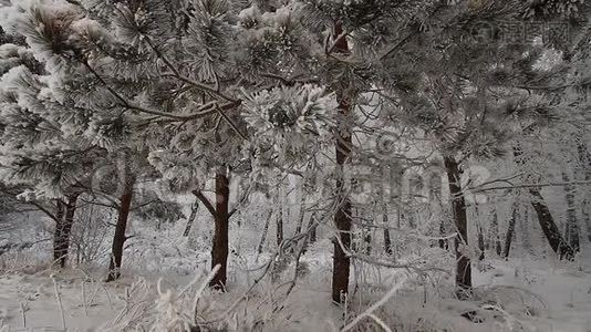冬天的森林。视频