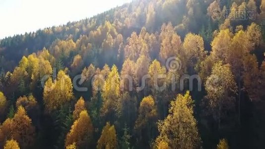 鸟瞰秋天松林，山上有黄绿树视频