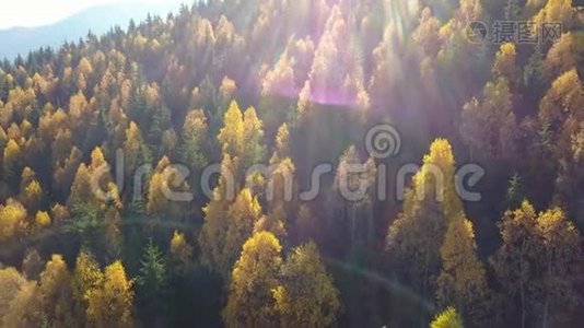 鸟瞰秋天松林，山上有黄绿树视频