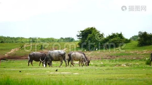 水牛的日常生活是游泳日光浴和吃草的农业或牲畜的概念。视频