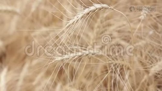 黄穗小麦在风中摇摆，小麦成熟穗的背景场，收获，小麦在田间生长，视频视频