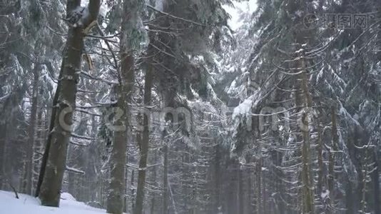 暴风雪在雪山针叶林，不舒服不友好的冬季天气..视频